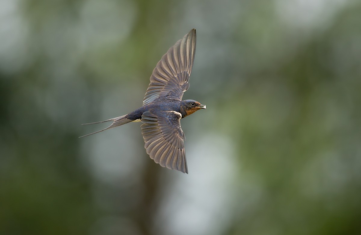 vlaštovka obecná - ML644937777