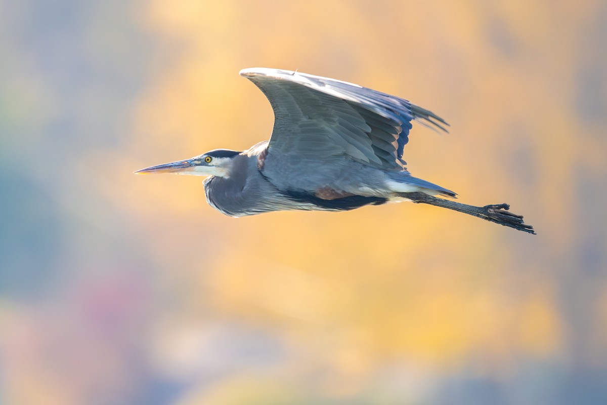 Great Blue Heron - ML644937784