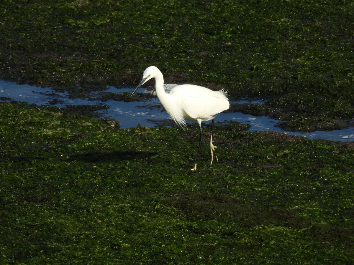 小白鷺 - ML644937792