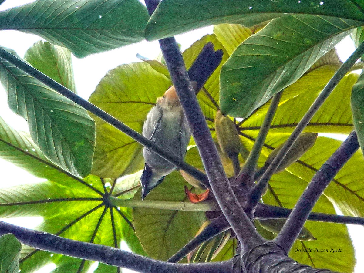 Black-winged Saltator - ML644937811