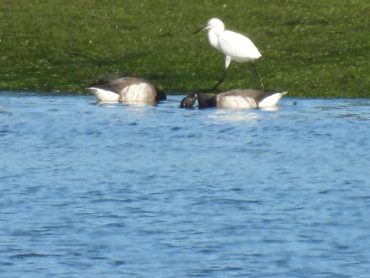 Brant (Pale-bellied) - ML644937812