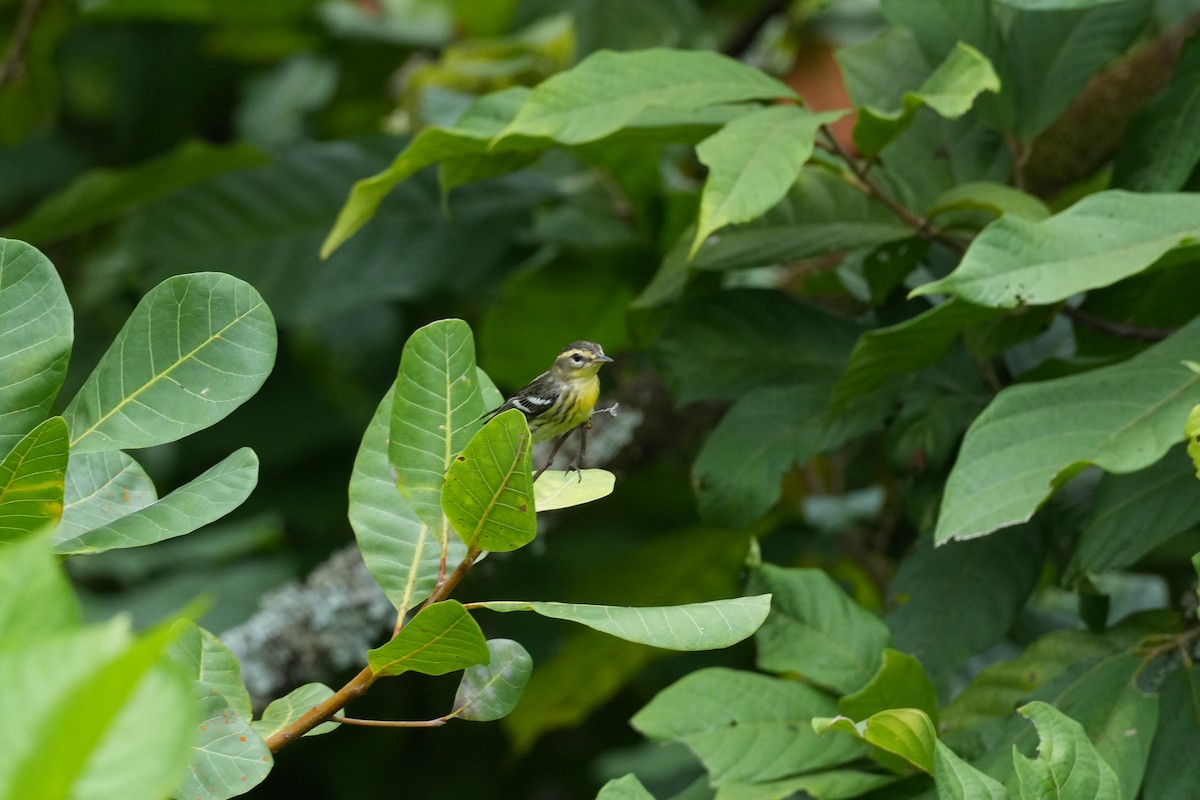 Reinita Gorjinaranja - ML644937817