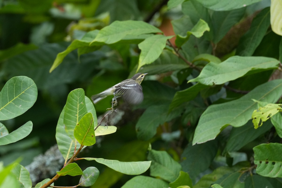 Reinita Gorjinaranja - ML644937818