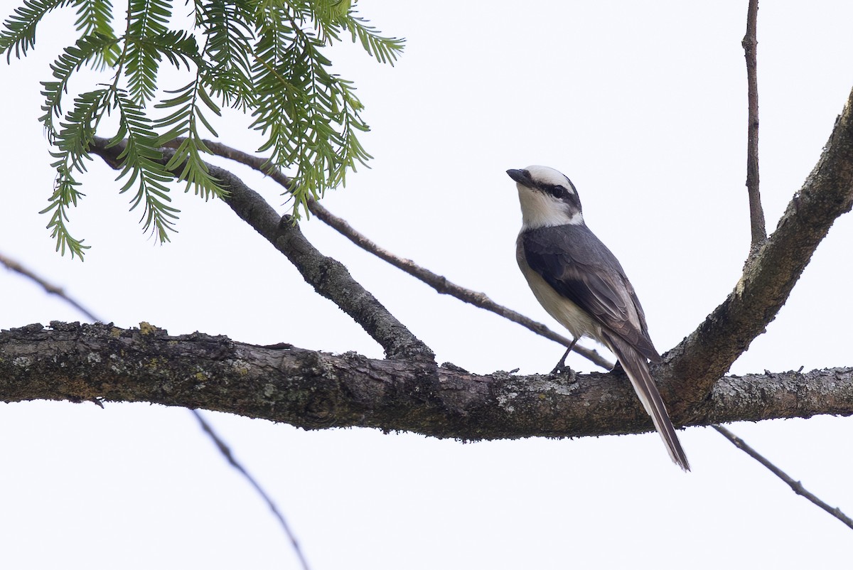 Brown-rumped Minivet - ML644937819