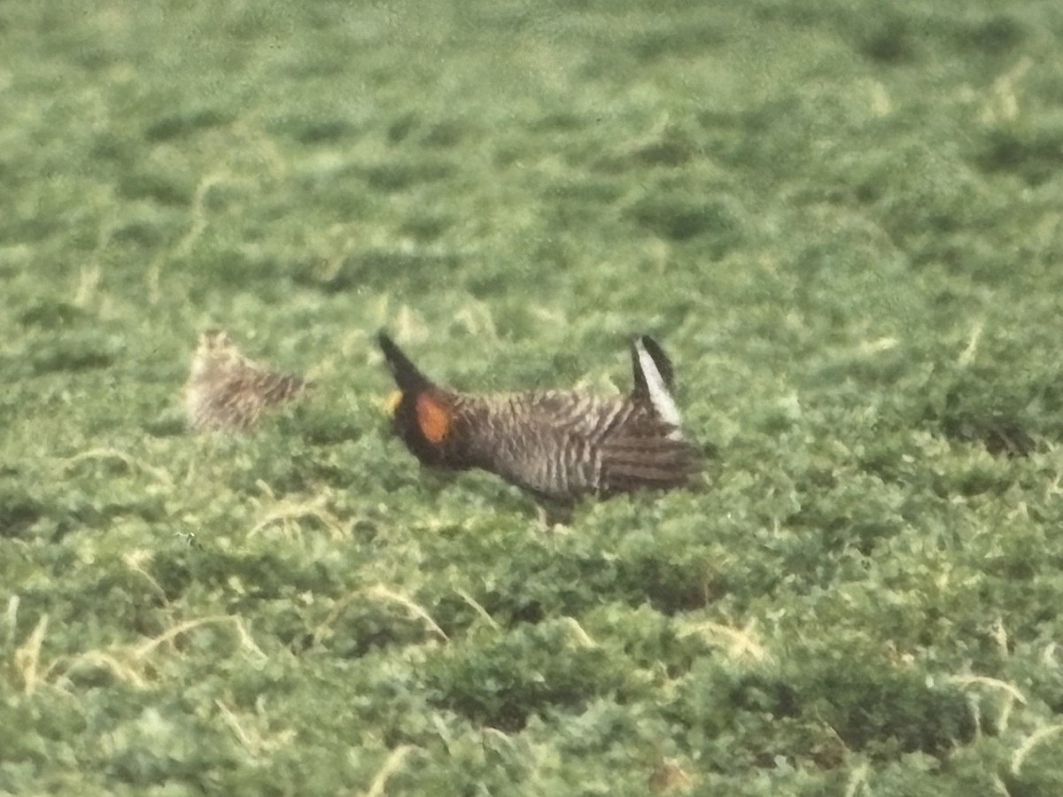 Greater Prairie-Chicken - ML644937820