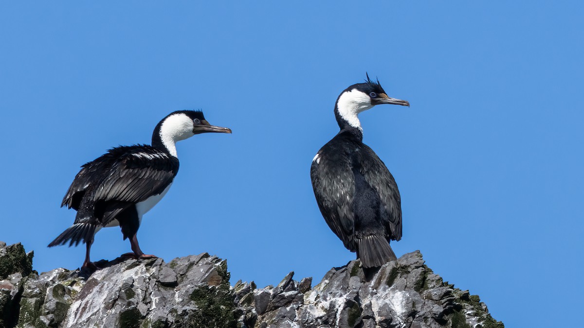 kormorán modrooký [skupina atriceps] (modrooký) - ML644937832
