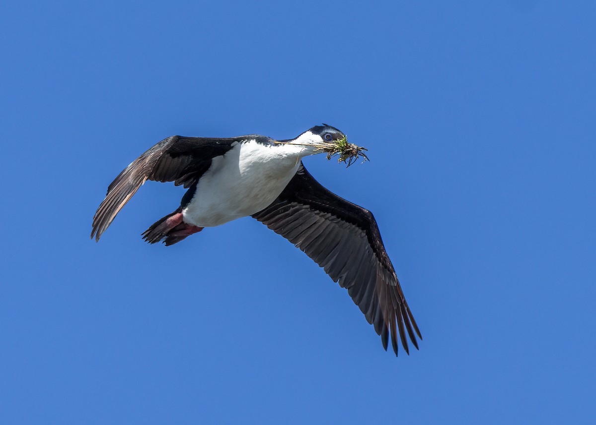 kormorán modrooký [skupina atriceps] (modrooký) - ML644937833