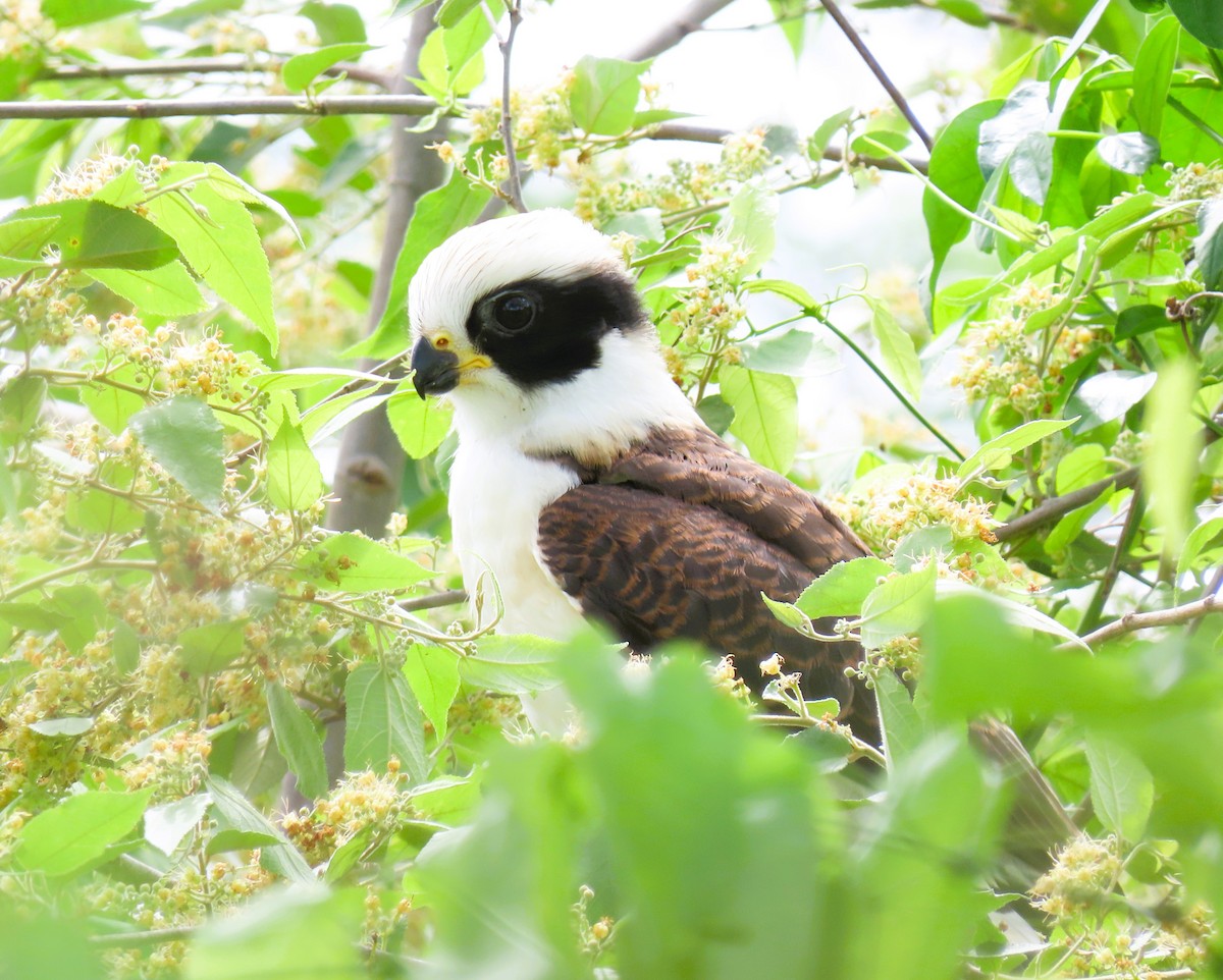 Laughing Falcon - ML644937852