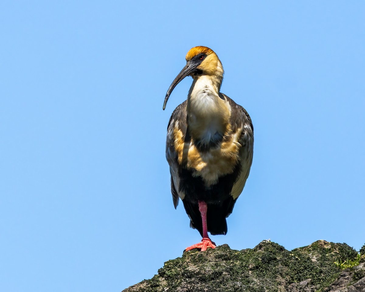 ibis laločnatý - ML644937853