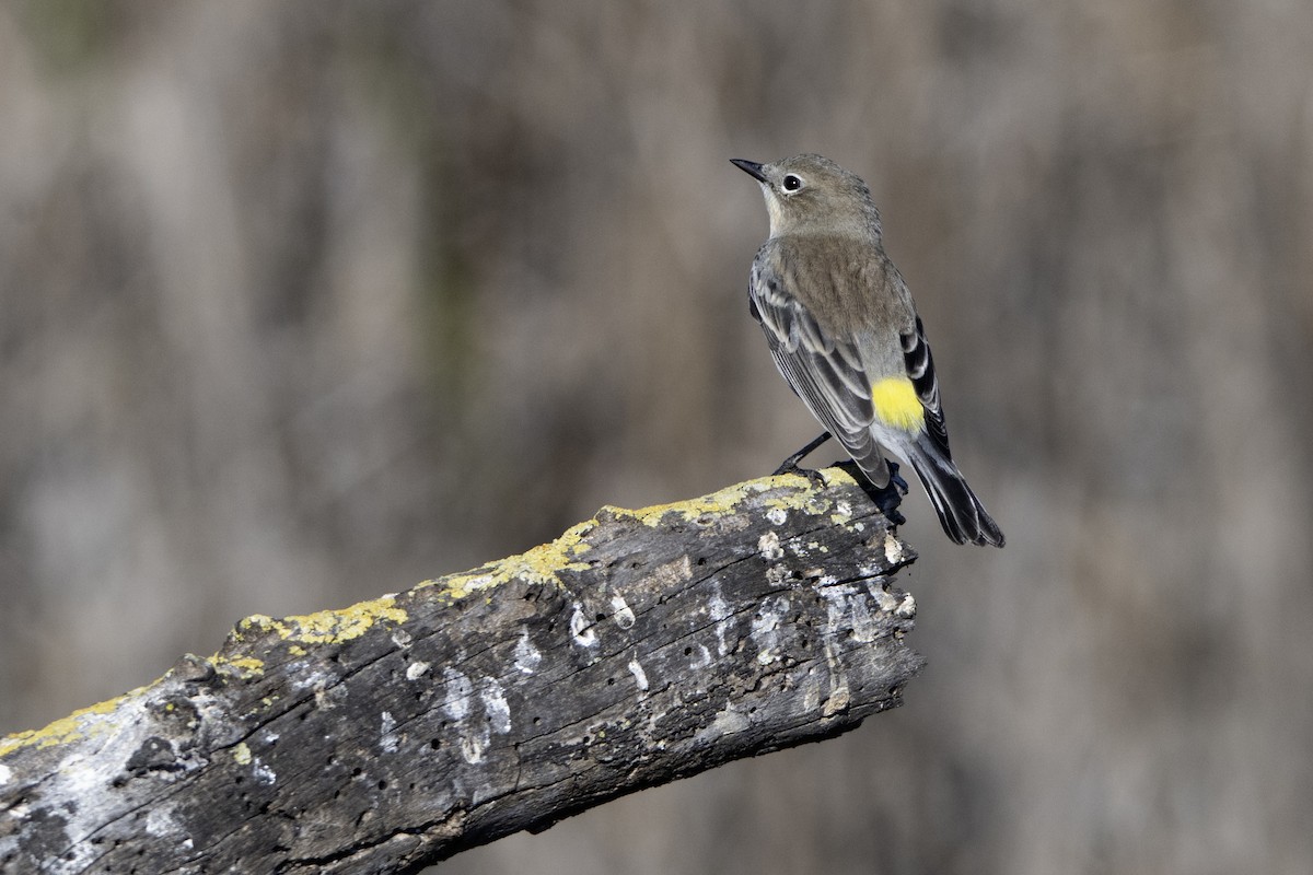 lesňáček žlutoskvrnný - ML644937855