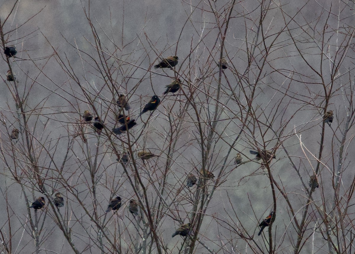 vlhovec červenokřídlý - ML644937863