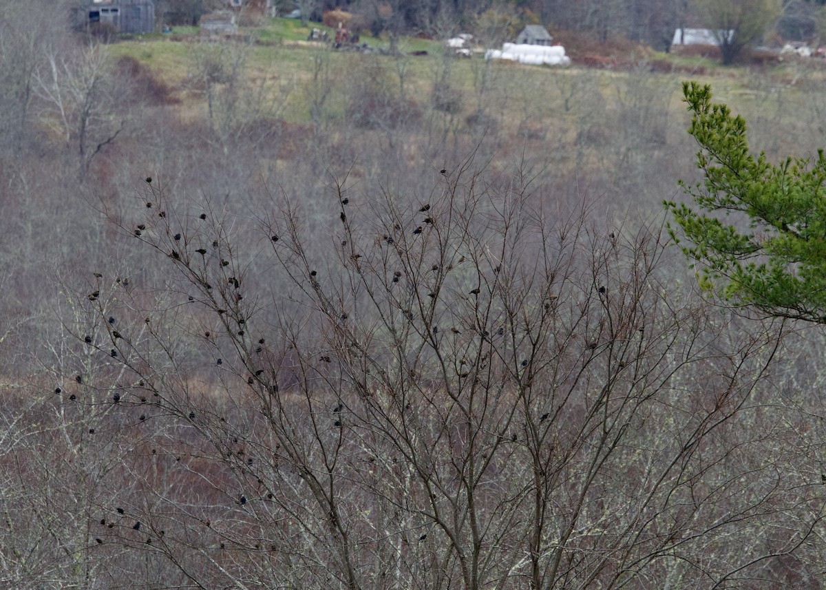 vlhovec červenokřídlý - ML644937864