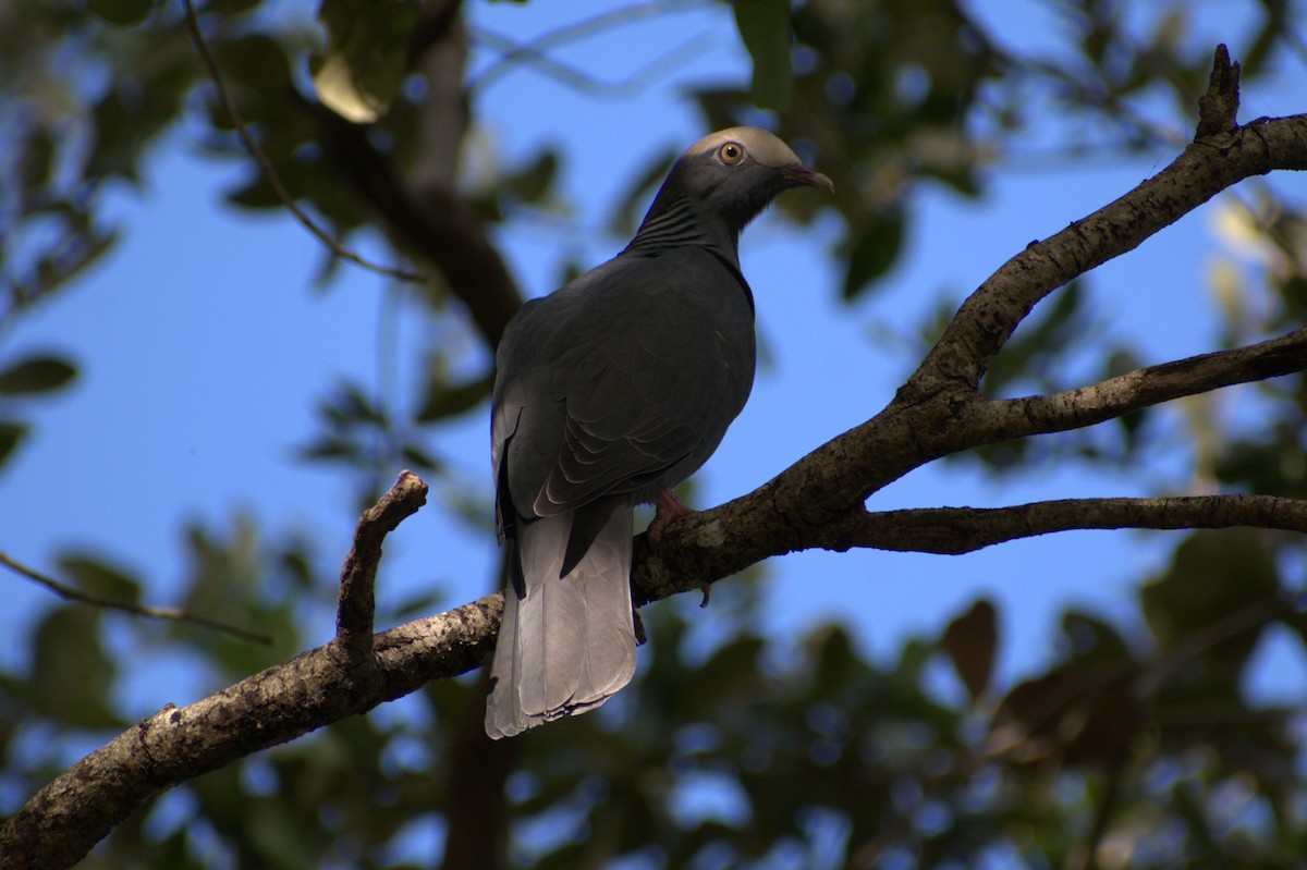 White-crowned Pigeon - ML644937865