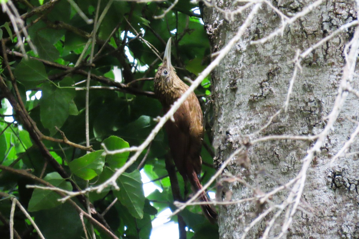 Buff-throated Woodcreeper - ML644937872