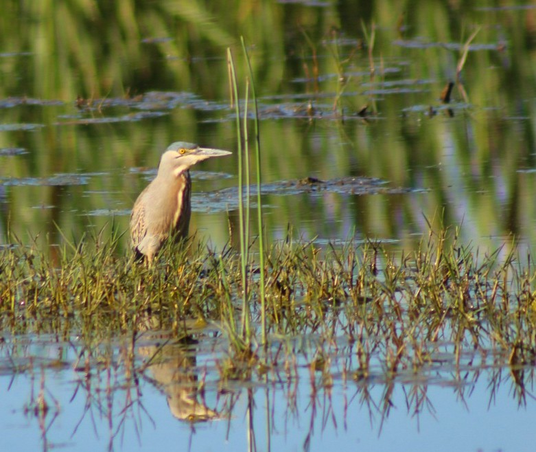 Striated Heron - ML644937879