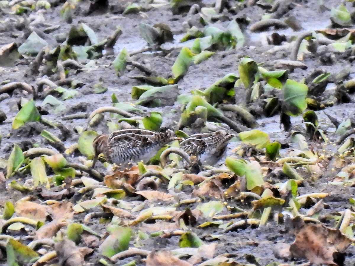 Wilson's Snipe - ML644937884