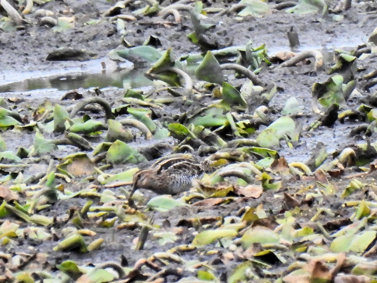 Wilson's Snipe - ML644937896