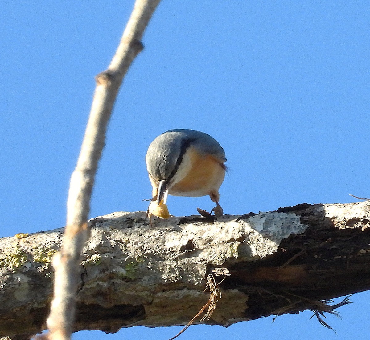 Eurasian Nuthatch - ML644937940