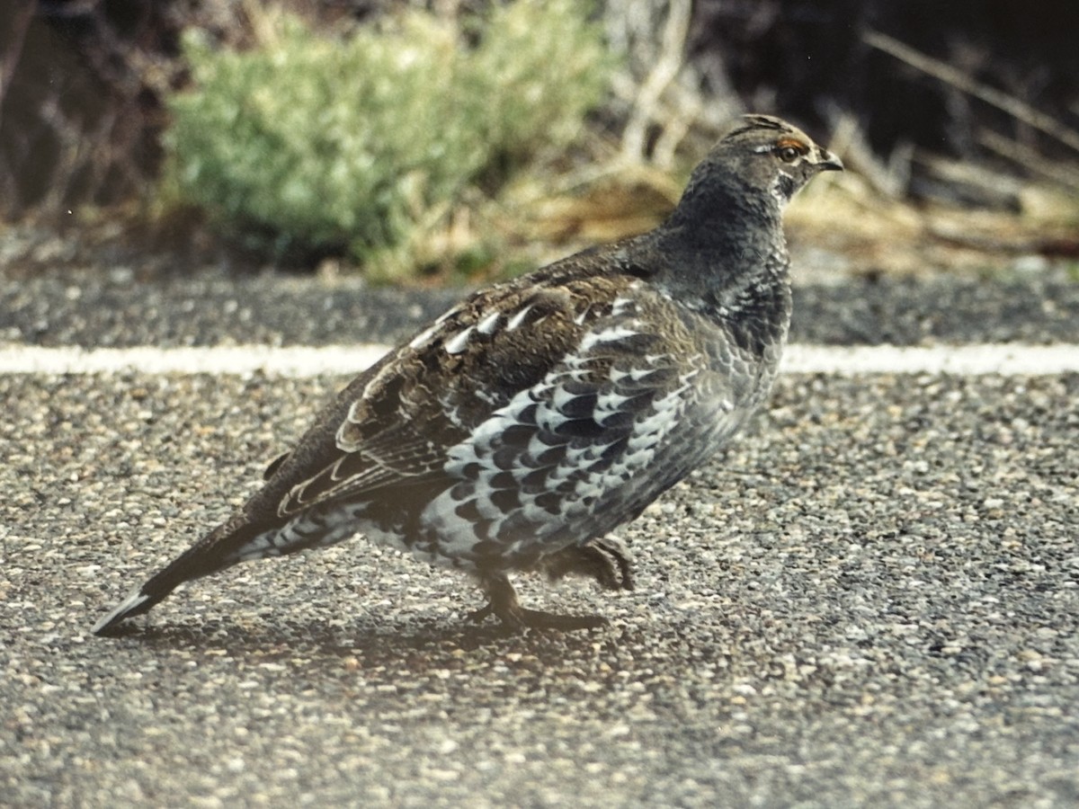 Dusky Grouse - ML644937955
