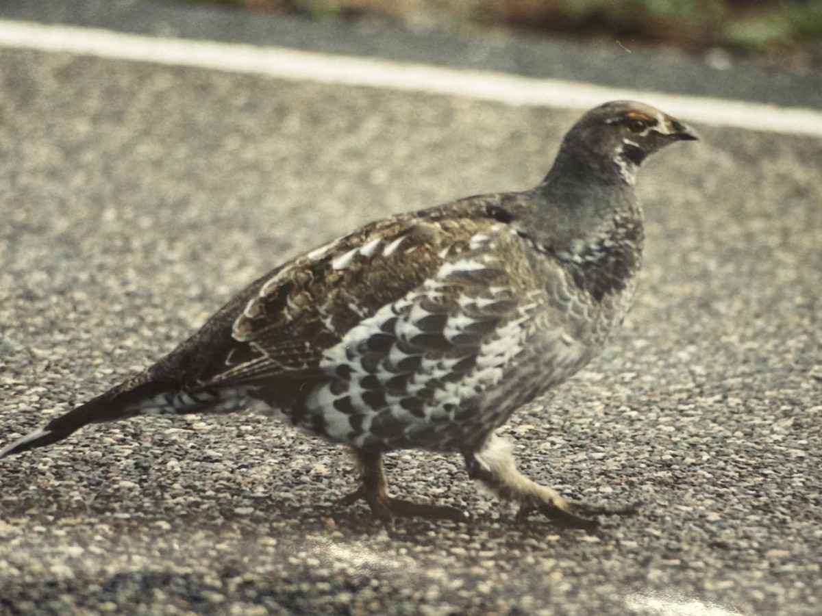 Dusky Grouse - ML644937956