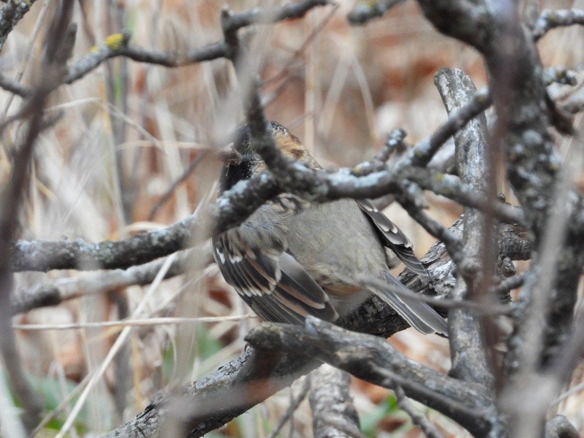 Harris's Sparrow - ML644937967