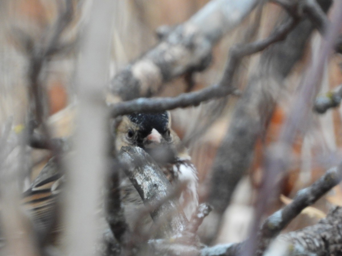 Harris's Sparrow - ML644937968