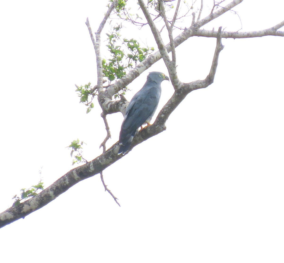 Hook-billed Kite - ML644937978