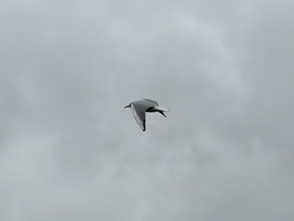Black-headed Gull - ML644937997