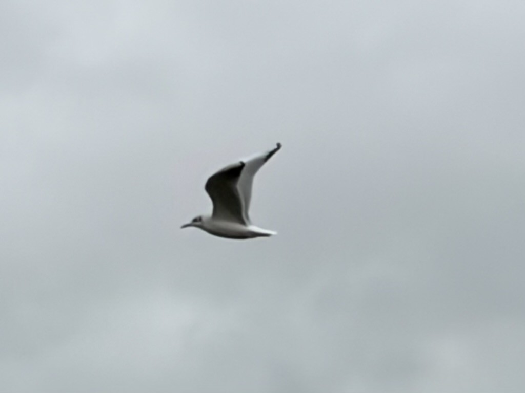 Black-headed Gull - ML644937998