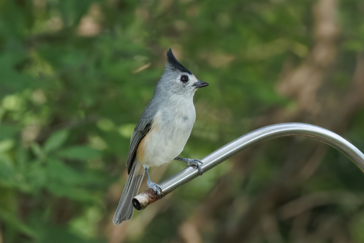 Black-crested Titmouse - ML644938019