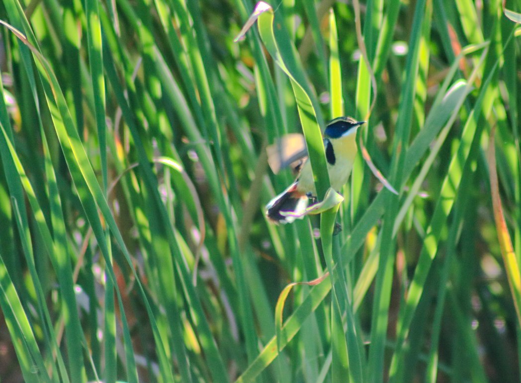 Many-colored Rush Tyrant - ML644938037