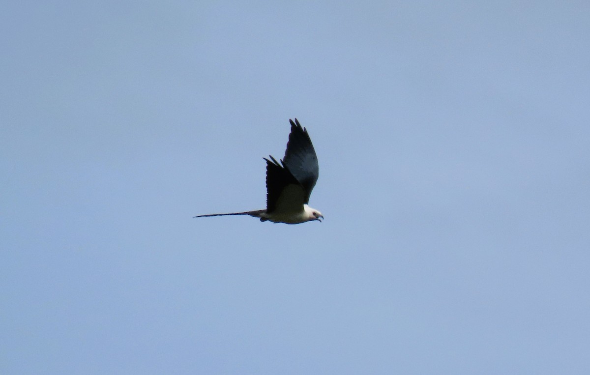 Swallow-tailed Kite - ML644938048