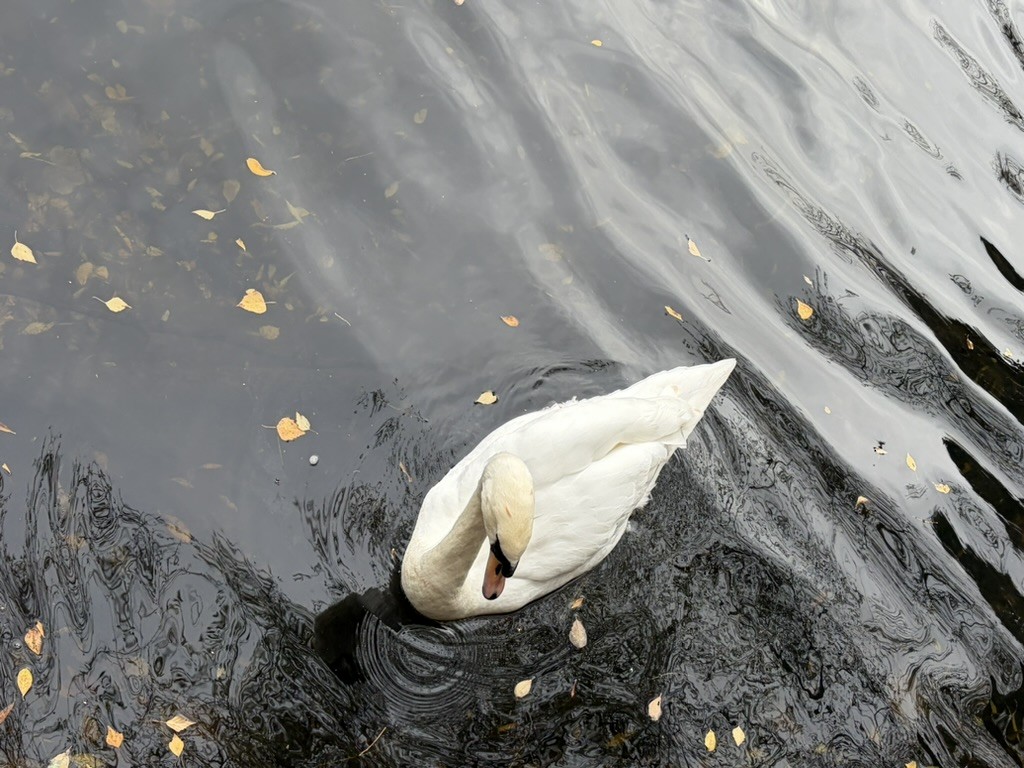 Mute Swan - ML644938056