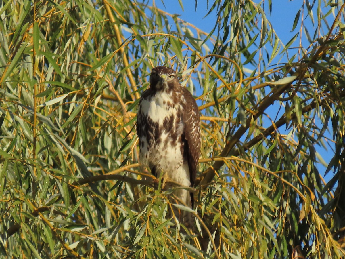 Red-tailed Hawk - ML644938060