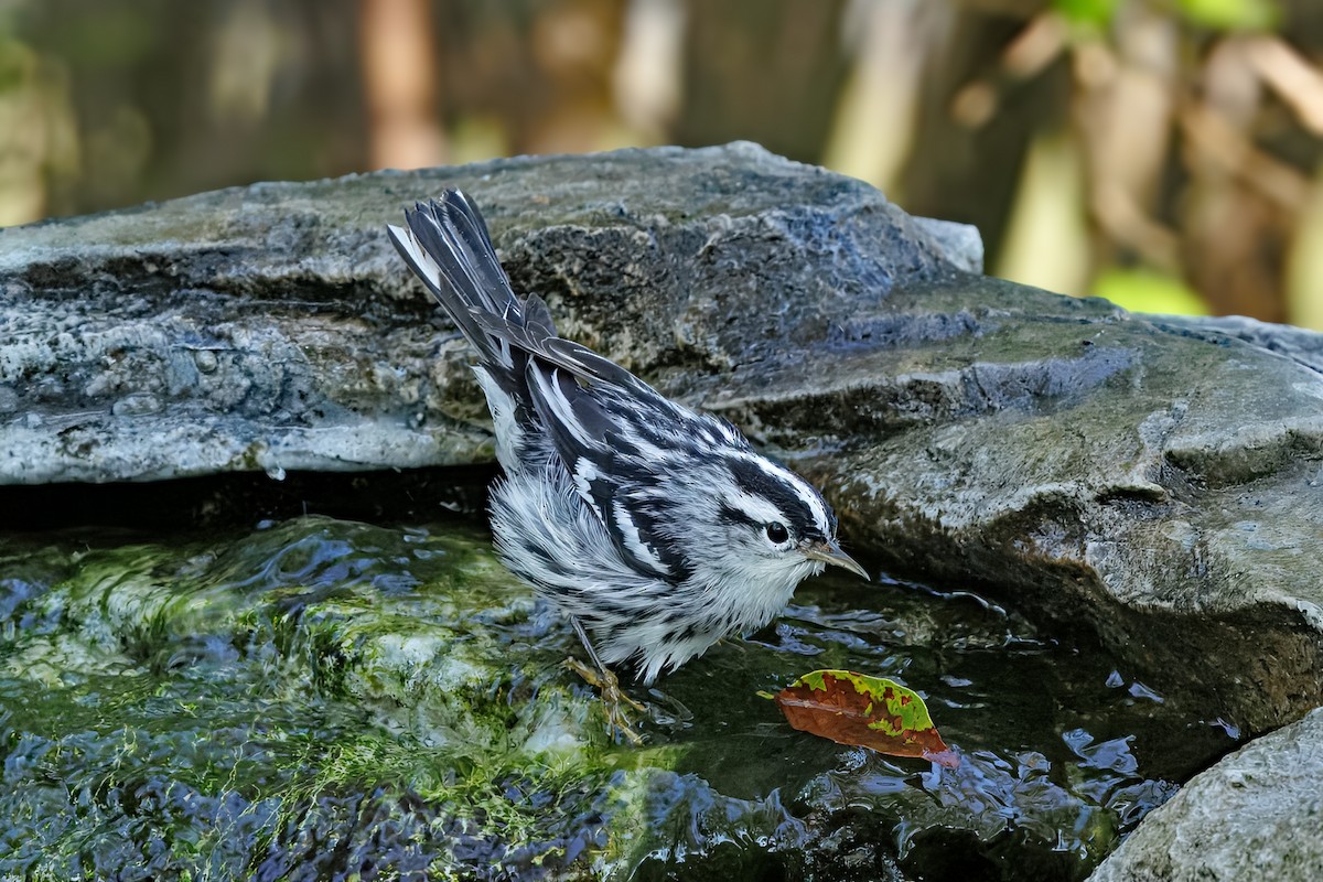 Black-and-white Warbler - ML644938073
