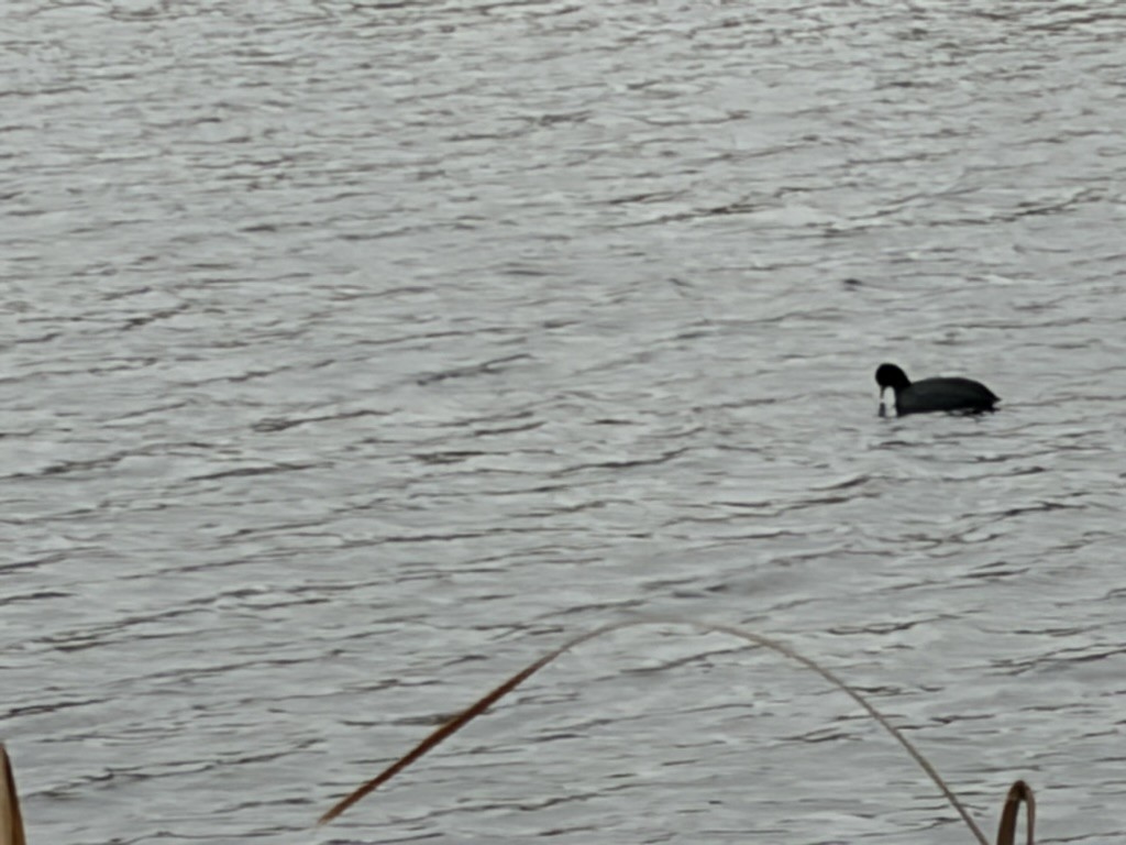 Eurasian Coot - ML644938092