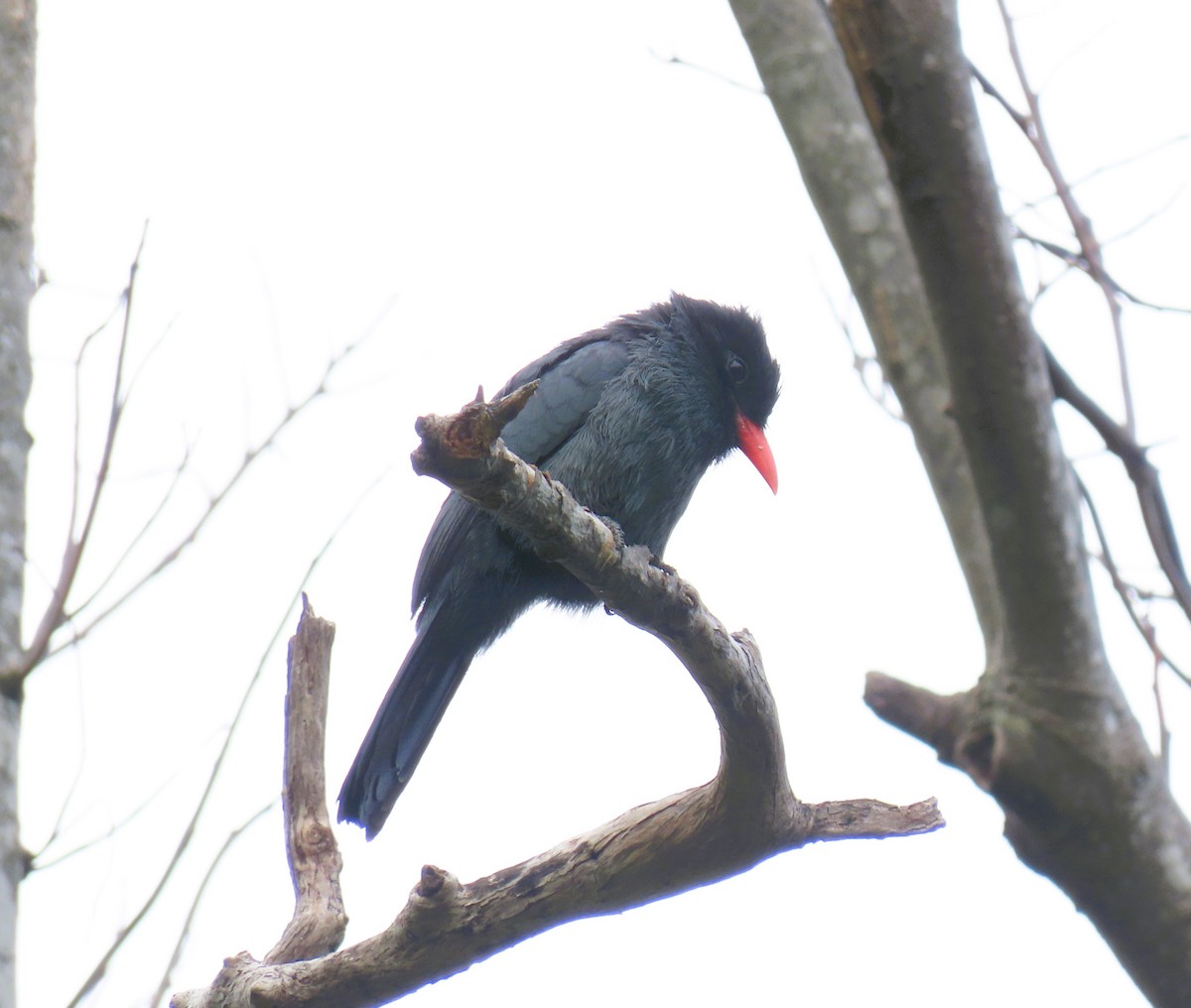 Black-fronted Nunbird - ML644938097