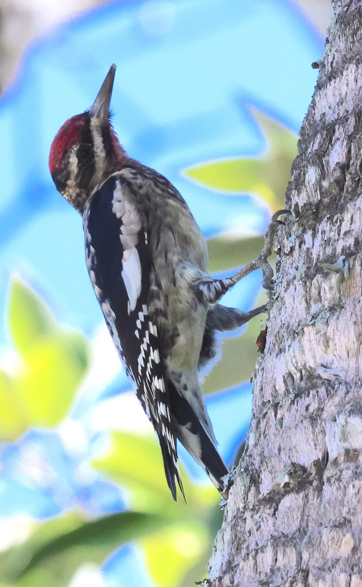 Yellow-bellied Sapsucker - ML644938104