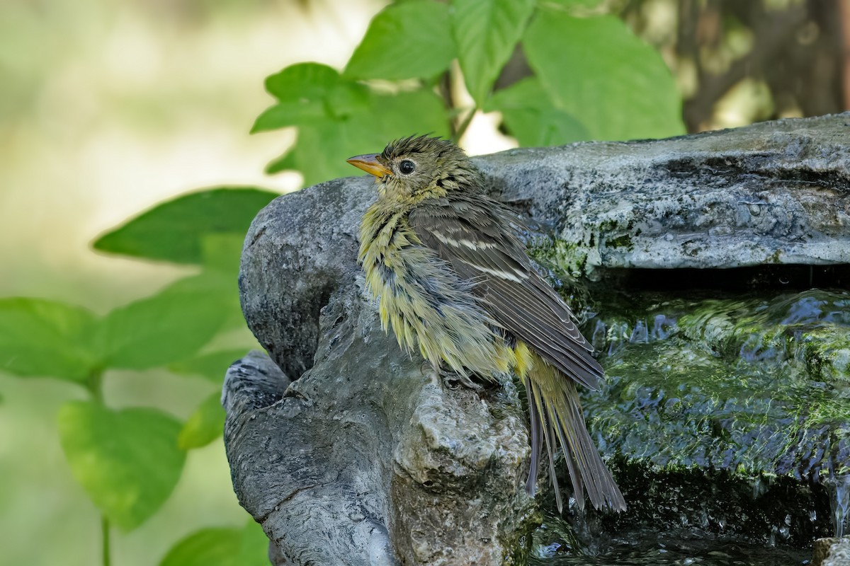Western Tanager - ML644938110