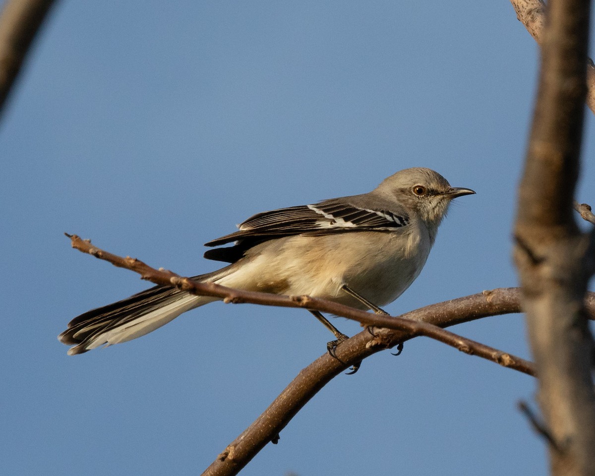 Northern Mockingbird - ML644938111