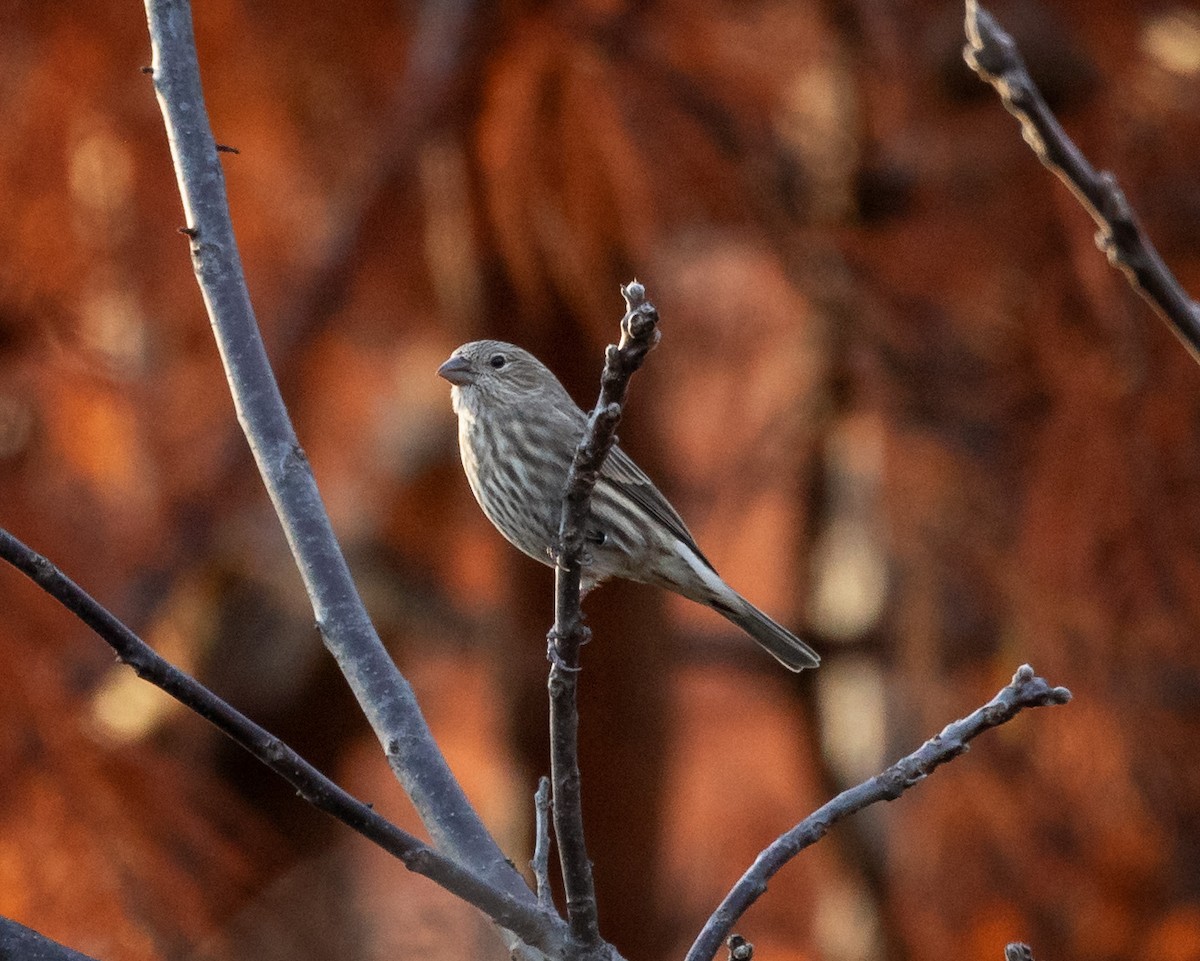 House Finch - ML644938114