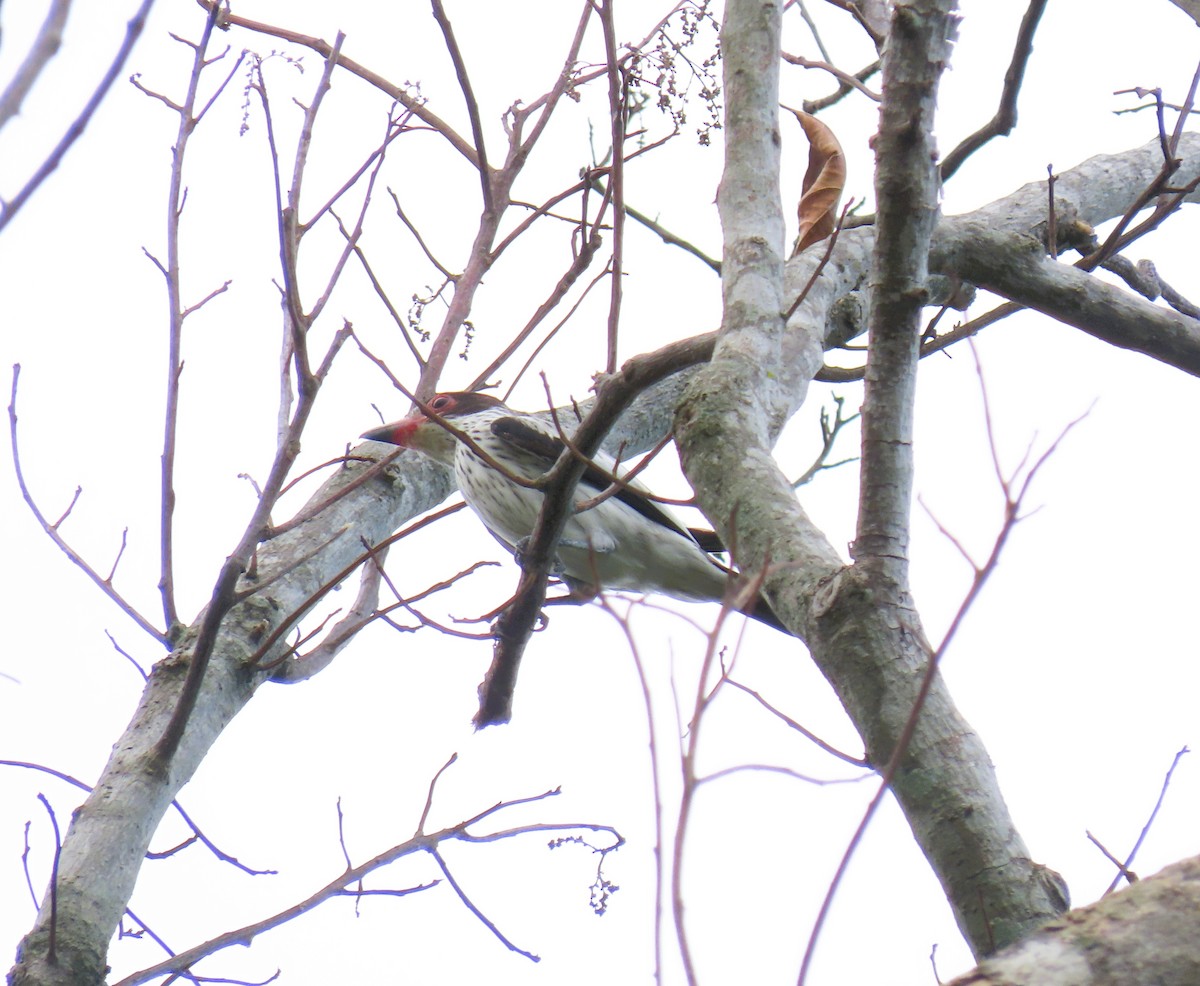 Black-tailed Tityra - ML644938127