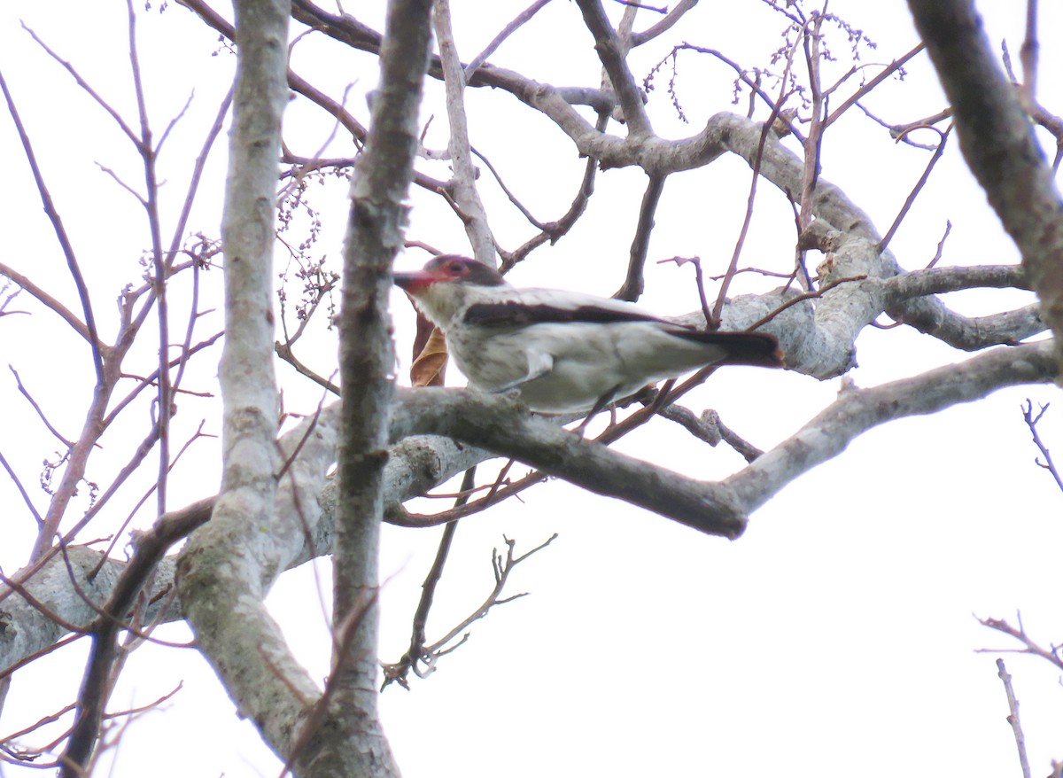 Black-tailed Tityra - ML644938128