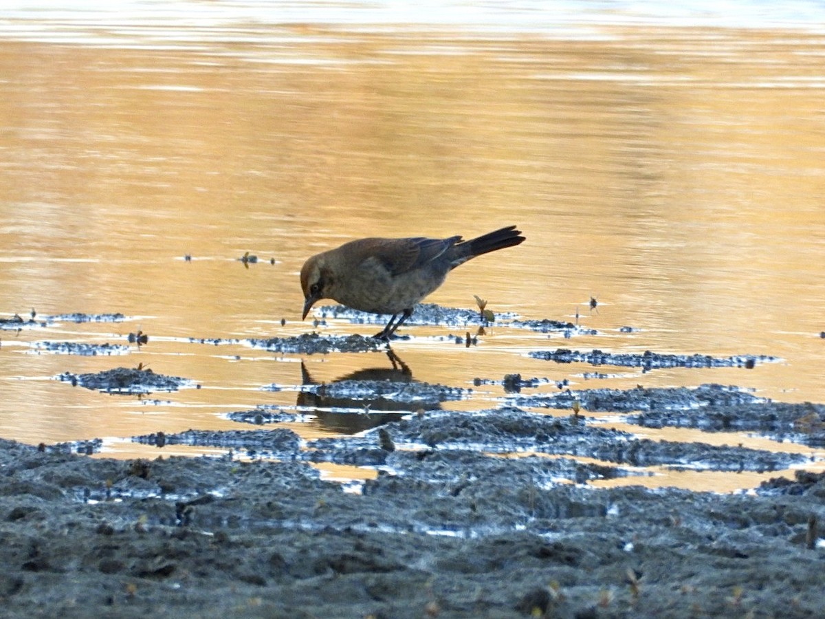 Rusty Blackbird - ML644938131