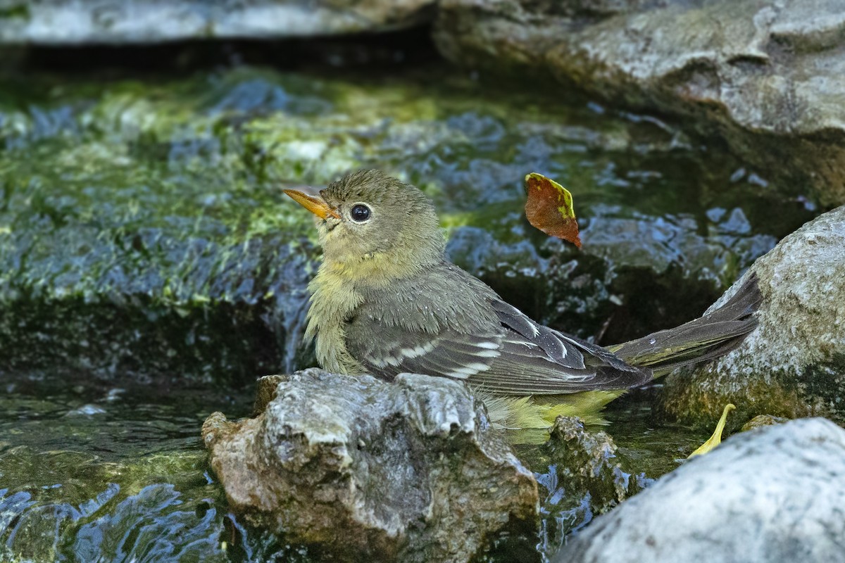 Western Tanager - ML644938137