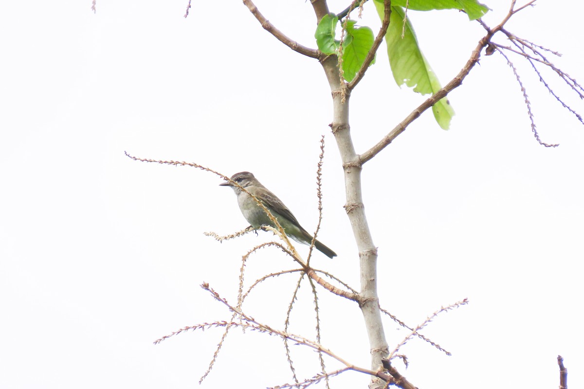 Crowned Slaty Flycatcher - ML644938144