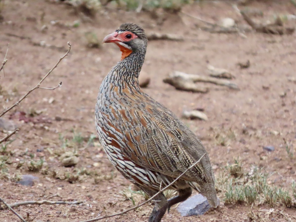 Gray-breasted Spurfowl - ML644938145