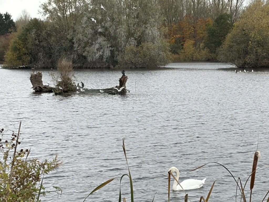 Mute Swan - ML644938149