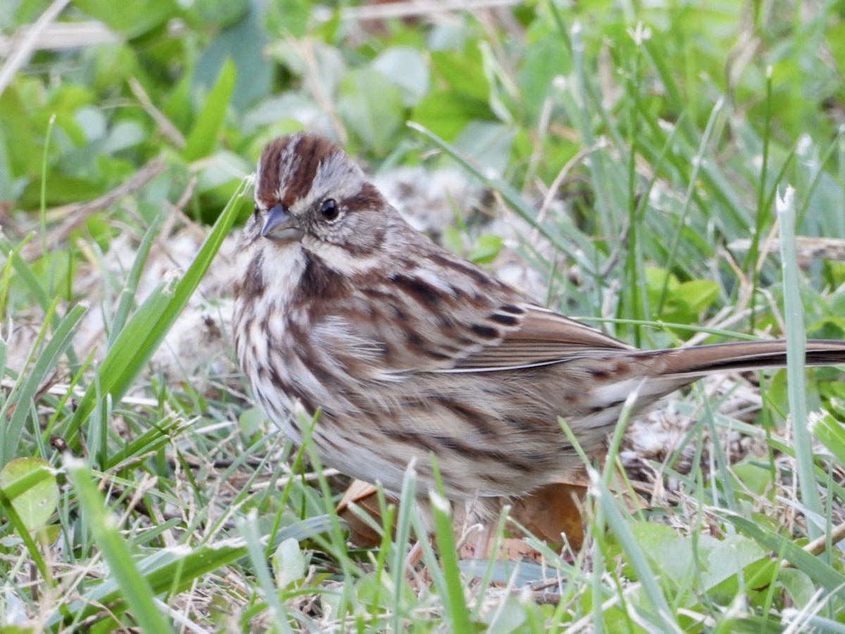 Song Sparrow - ML644938150