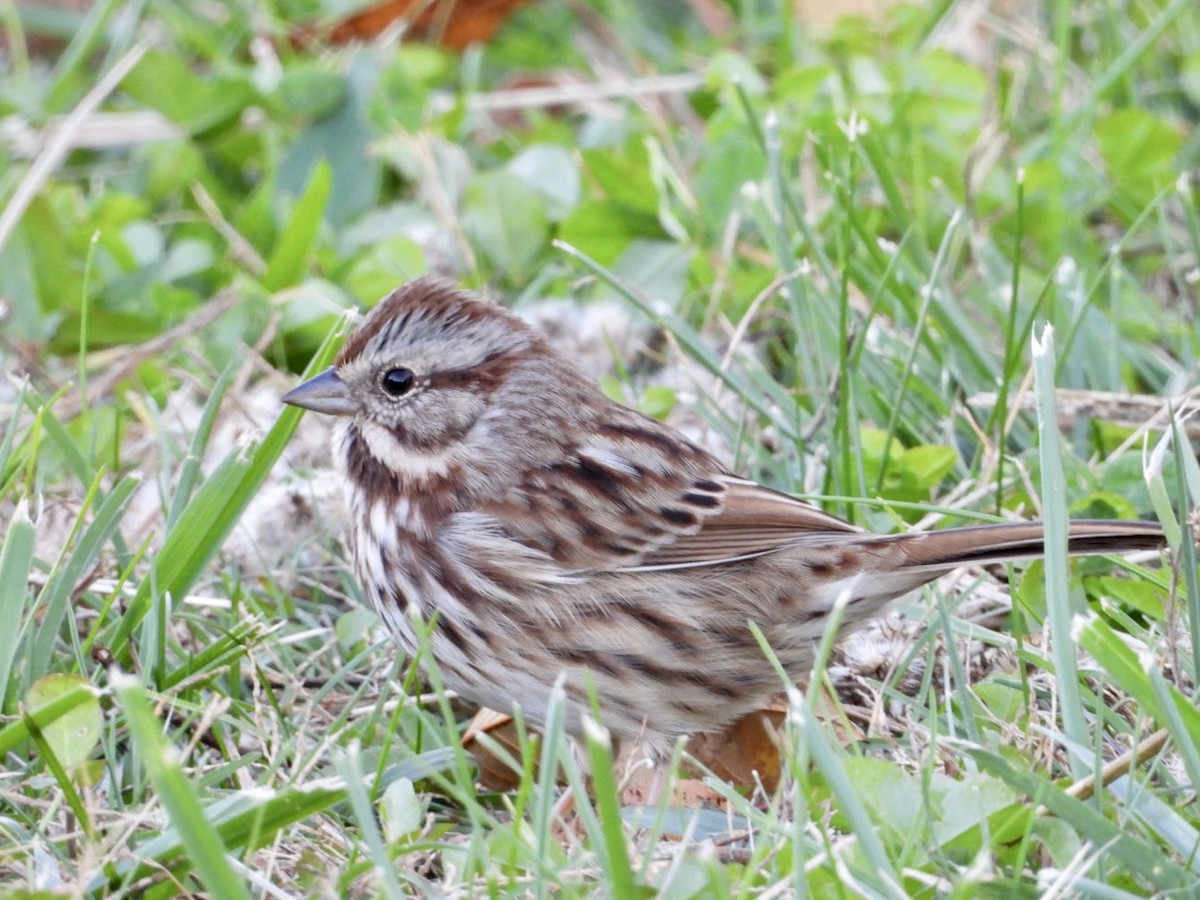 Song Sparrow - ML644938151